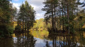 An island sits within Speech House Lake