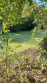 ancien canal à la sortie de la zone marais d'Harchies (juste après point 15)