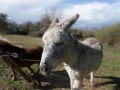Ane et poney