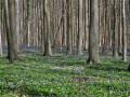 An&eacute;mones et jacinthes sauvages dans le Bois de Hal fin mars - d&eacute;but avril (1)