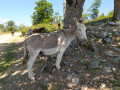 Animaux sur votre chemin