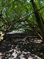 Anse lévrier