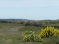 Anti tank defences on beach