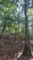 Aperçu de la forêt.
