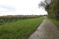 Après le bois, passage le long d'une parcelle de vignes