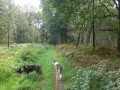 Dans les bois au Nord-Ouest de Baudour