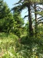 Après le poteau "Côte des Amoussières" 1460m