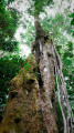 Araucarias dans un houp