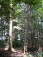Arborétum