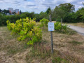 arboretum