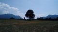 Arbre au milieu d'un pré