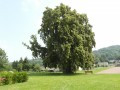 Arbre aux épousailles Arbre aux épousailles