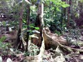 Arbre aux racines majestueuses