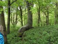 Arbre biscornu
