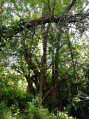 Arbre bizarre