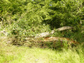 Arbre cassé
