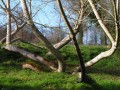 Arbre chandelier