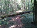 Arbre couché parcours du Bosmont Arbre couché parcours du Bosmont