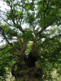 arbre creux