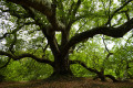 Arbre de Diane (Les-Clayes-sous-Bois)