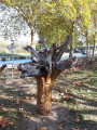 arbre de vie