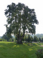 Arbre des épousailes