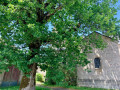 Arbre du Renard ... Arbre du Renard ...