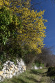 Arbre en fleurs !