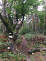arbre en forêt de Fontainebleau