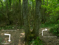 Arbre en V