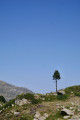 Arbre esseulé