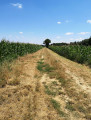 Promenade en forêt sur les hauteurs de Neuville