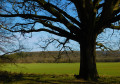 Arbre exceptionnel