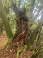 Arbre foudroy&eacute;