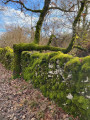 arbre incliné