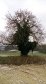 Arbre insolite