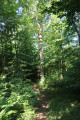 Arbre "isolé" dans la forêt