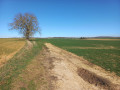 Arbre isolé en haut du plateau Arbre isolé en haut du plateau