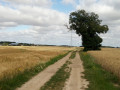Arbre isolé