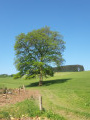 Arbre Isolé
