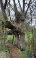 Arbre le long du sentier des Sources
