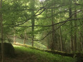 Arbre Lyre