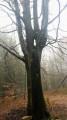 Arbre "magique"