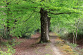 Arbre majestueux au printemps