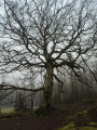 Arbre majestueux