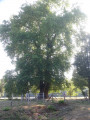 Arbre majestueux