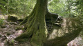Circuit découverte de la forêt de Huelgoat