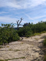 Dead tree and Saint Eugene&rsquo;s hermitage