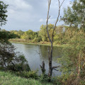 Arbre mort, sur les bords de Cher Arbre mort, sur les bords de Cher