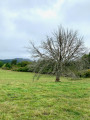 Arbre mort ... Arbre mort ...